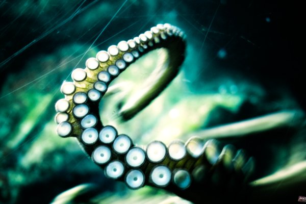 Что такое kraken 2krn cc
