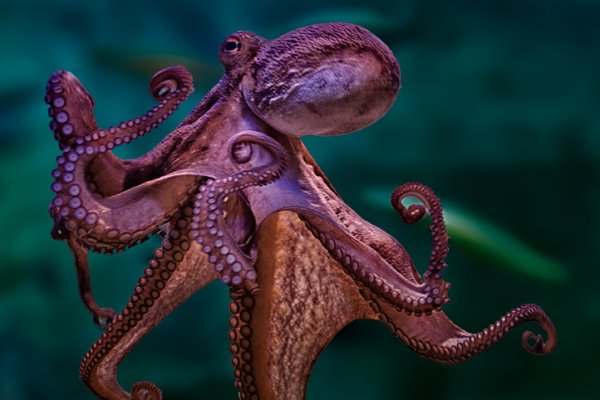 Кракен официальный сайт krakens13 at
